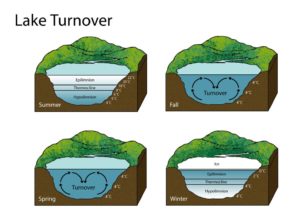 Lake Turnover Phases